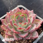 Echeveria Tanggula - Image 2
