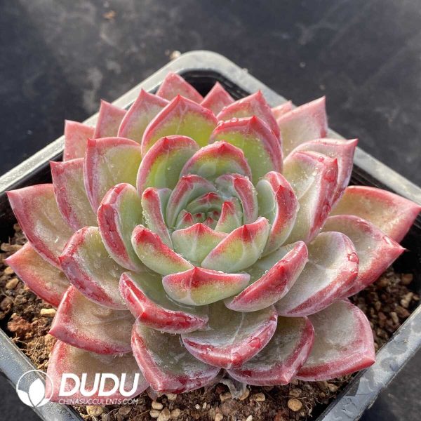 Echeveria Tanggula - Image 2