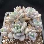 Pachyphytum White Dew Clustering - Image 2