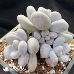 Pachyphytum Orange Snowball - Image 2