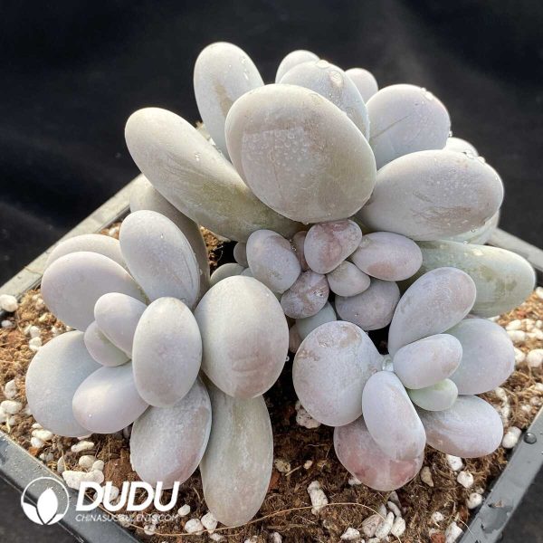 Pachyphytum Orange Snowball - Image 2