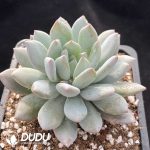 Echeveria Banxia - Image 2