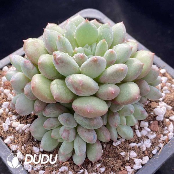 Pachyphytum  X hybrid - Image 2