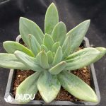 Pachyphytum Song of the Ocean - Image 2