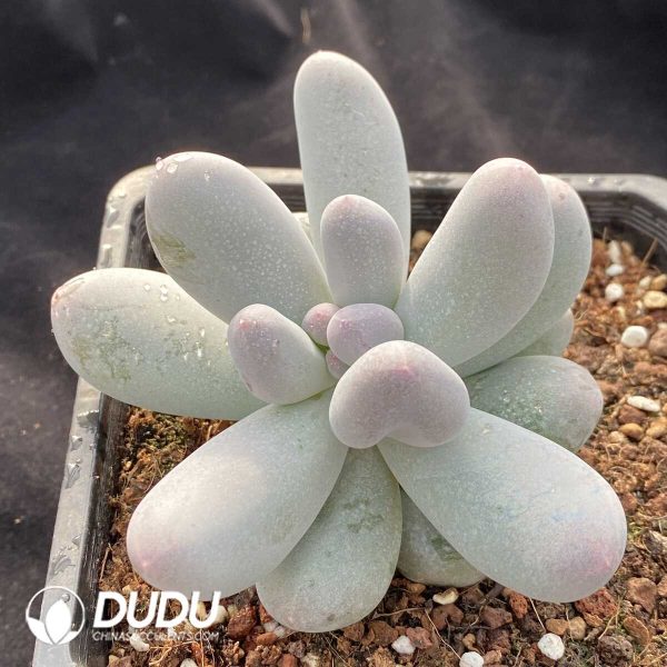 Pachyphytum Mico Nai - Image 2