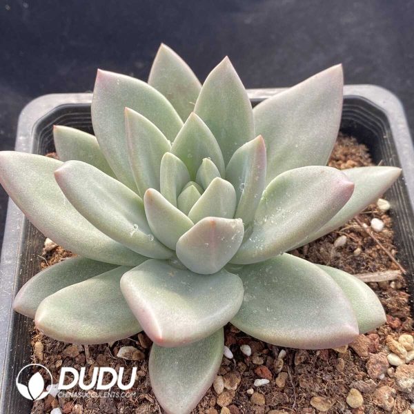 Echeveria Hepburn Rose - Image 2