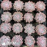 Echeveria Smiling Assassin - Image 2