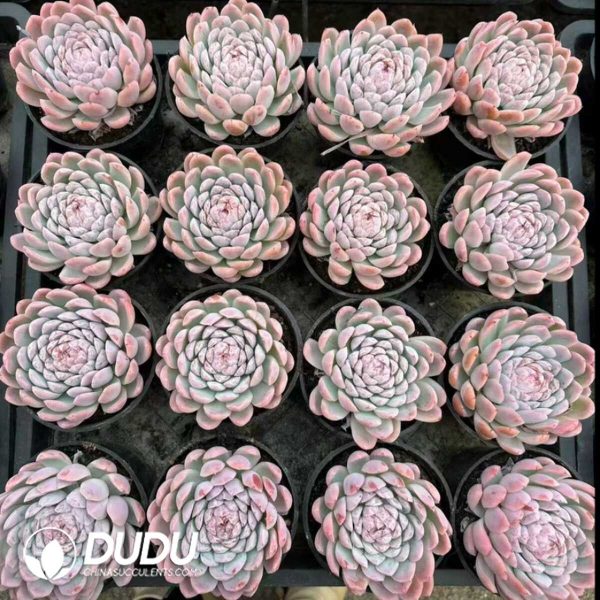 Echeveria Smiling Assassin - Image 2