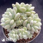 Echeveria Bubble Gum Clustering - Image 2