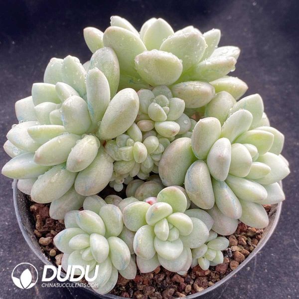 Echeveria Bubble Gum Clustering - Image 2