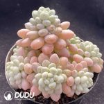Pachyphytum Caviar Clustering - Image 2