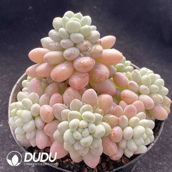 Pachyphytum Caviar Clustering - Image 2
