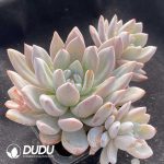 Echeveria Star Snow Clustering - Image 2