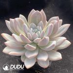 Echeveria Star Snow - Image 2