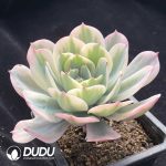 Echeveria Gyokufuu Variegated - Image 2
