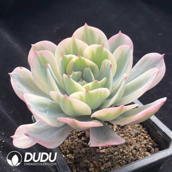 Echeveria Gyokufuu Variegated - Image 2