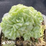 Echeveria White Swan Clustering - Image 2