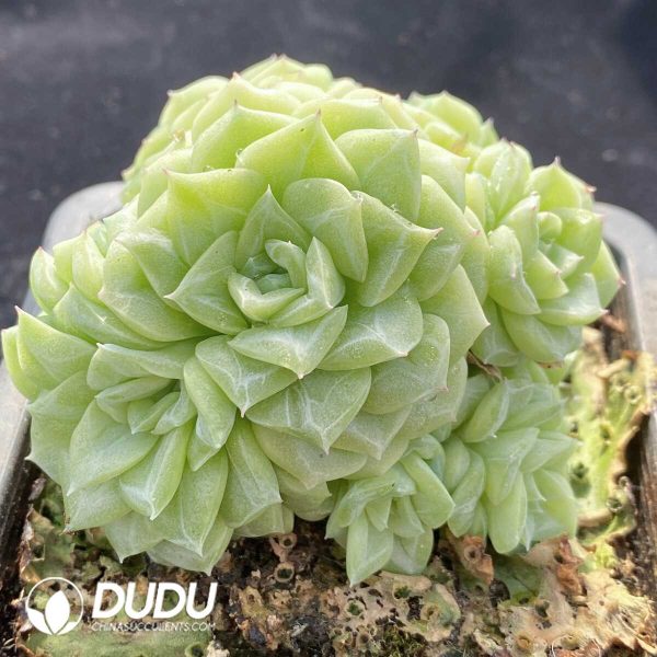 Echeveria White Swan Clustering - Image 2