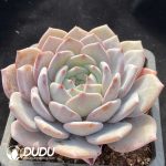 Echeveria Ice Dream - Image 2