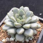 Echeveria Grapes - Image 2