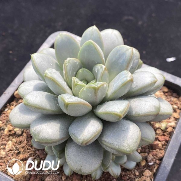 Echeveria Grapes - Image 2