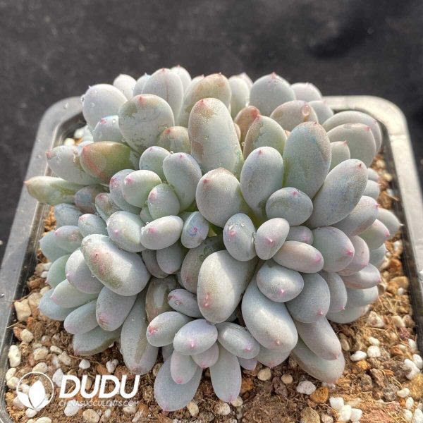 Pachyphytum Fragrant Snow Clustering - Image 2