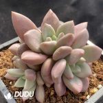 Pachyphytum Zhiyin Clustering - Image 2