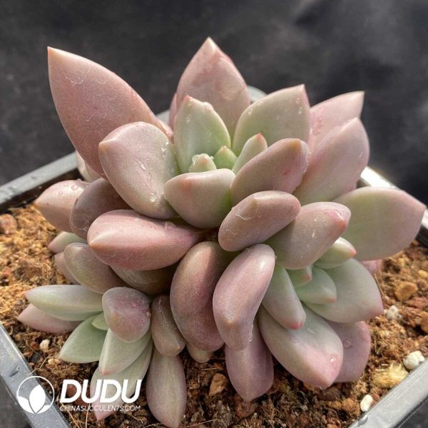 Pachyphytum Zhiyin Clustering - Image 2