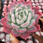 Echeveria Pink Lover - Image 2