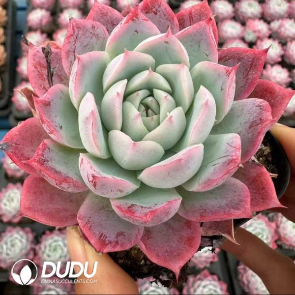 Echeveria Pink Lover - Image 2