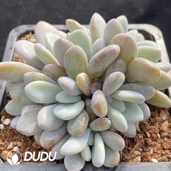 Graptoveria Snow Peach Clustering - Image 2