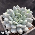 Echeveria Banxia Clustering - Image 2