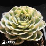 Echeveria Lenore Dean - Image 2