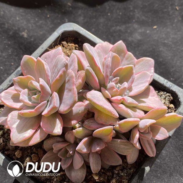 Graptoveria Mrs Richards Variegated - Image 2