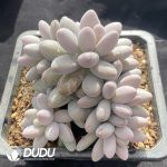 Pachyphytum Pink Lover Clustering - Image 2