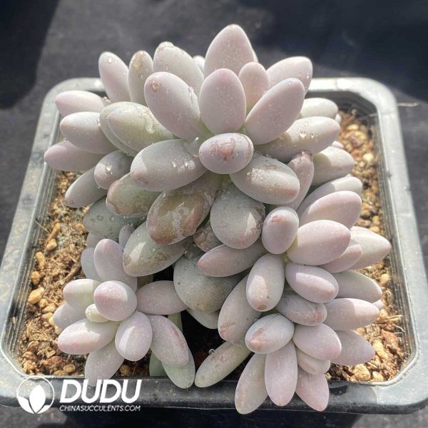 Pachyphytum Pink Lover Clustering - Image 2