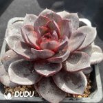 Echeveria Chocolate Rose - Image 2