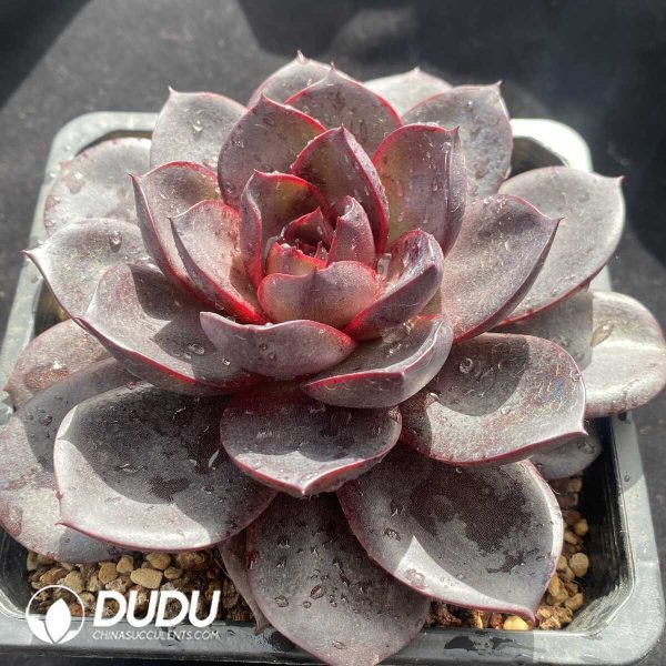 Echeveria Chocolate Rose - Image 2