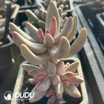 Pachysedum Ganzhou Clustering - Image 2