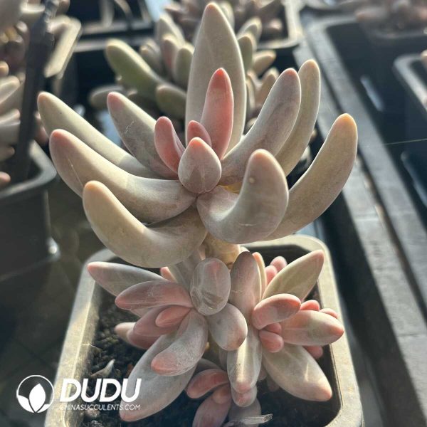 Pachysedum Ganzhou Clustering - Image 2