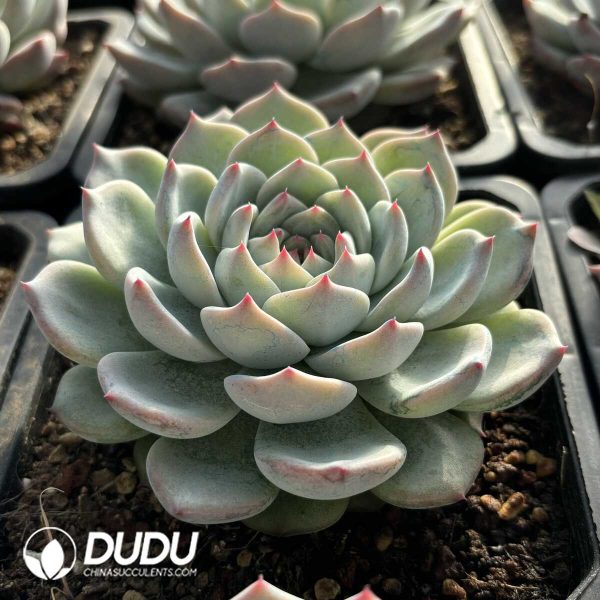 Echeveria Mohe - Image 2