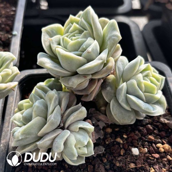 Echeveria Lovely Rose Clustering - Image 2