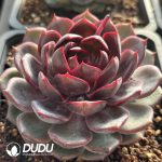 Echeveria Blueberry - Image 2