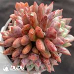 Echeveria Bloody Clustering - Image 2