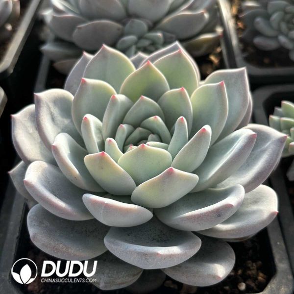 Echeveria Snow Angel - Image 2