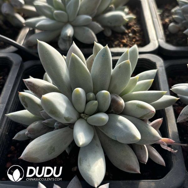 Pachyphytum Gothic Lolita Clustering - Image 2