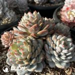 Echeveria Star Orange Clustering - Image 2