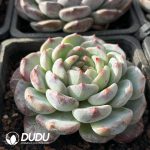 Echeveria Desert Rose - Image 2