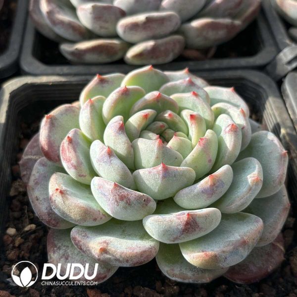 Echeveria Desert Rose - Image 2
