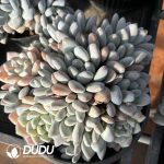 Pachyveria Perfume Clustering - Image 2